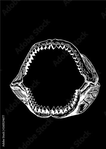 Megalodon Jaw, shark jaw isolated on black background,vector sketch