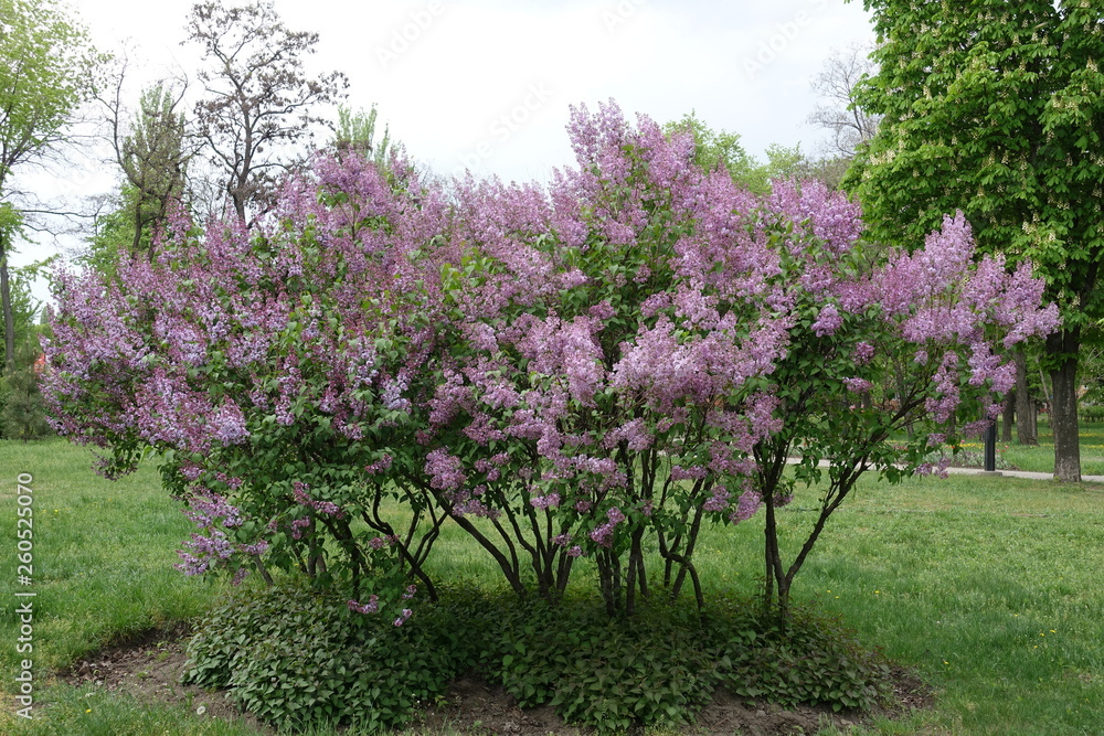 Obraz premium Full length view of flowering bush of lilac