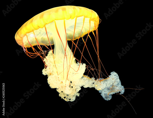 Yellow jellyfish (Chrysaora fuscescens) isolated on a black background with clipping path. photo