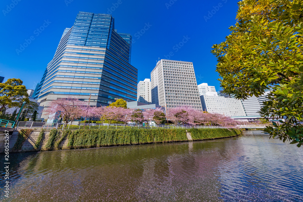 水辺に咲く桜とビル群