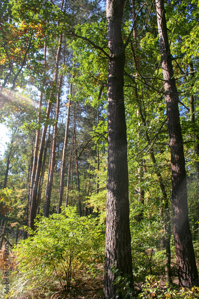 Obraz premium trees in the forest