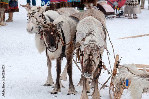 Team of reindeers.