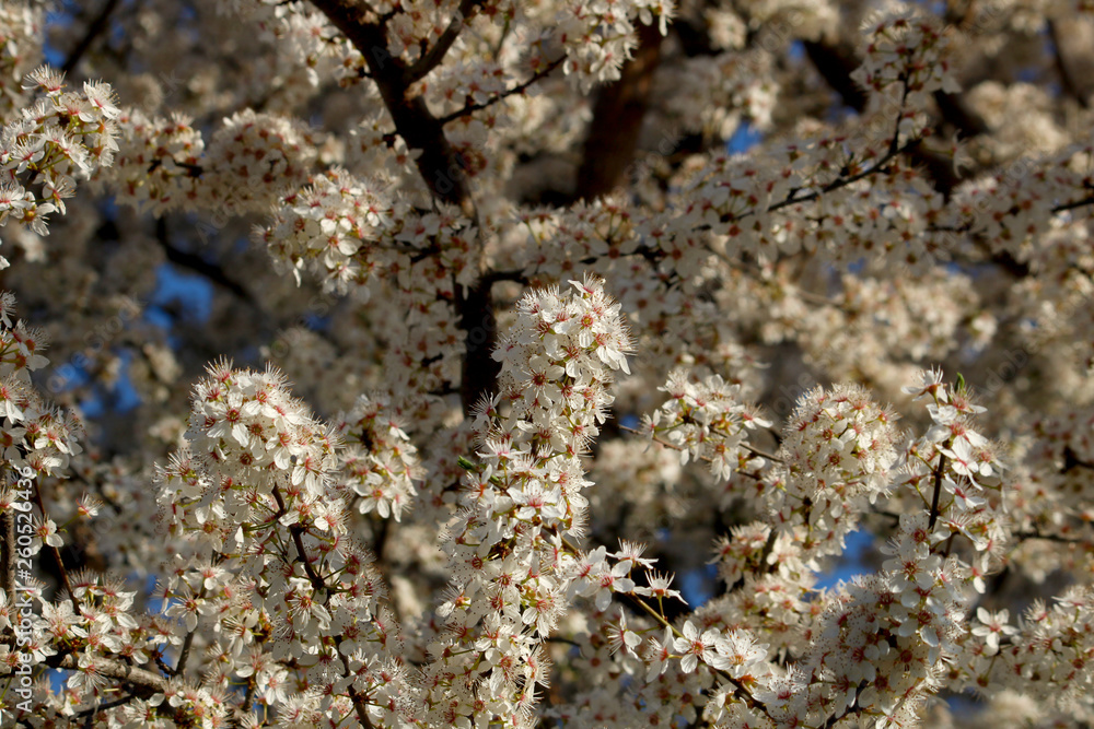 Beautiful closeup spring flowering blossoming plum tree in the spring. Selective focus. Beautiful closeup spring flowering blossoming plum tree in the spring. Selective focus.