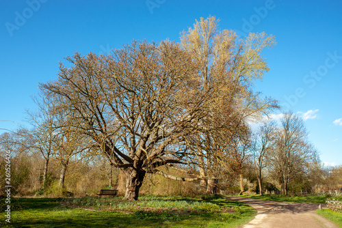 Chestnut tree in spring season