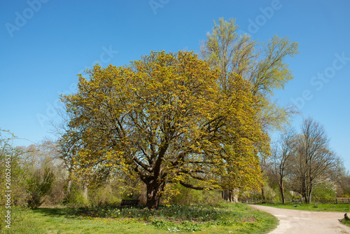 Chestnut tree in spring season
