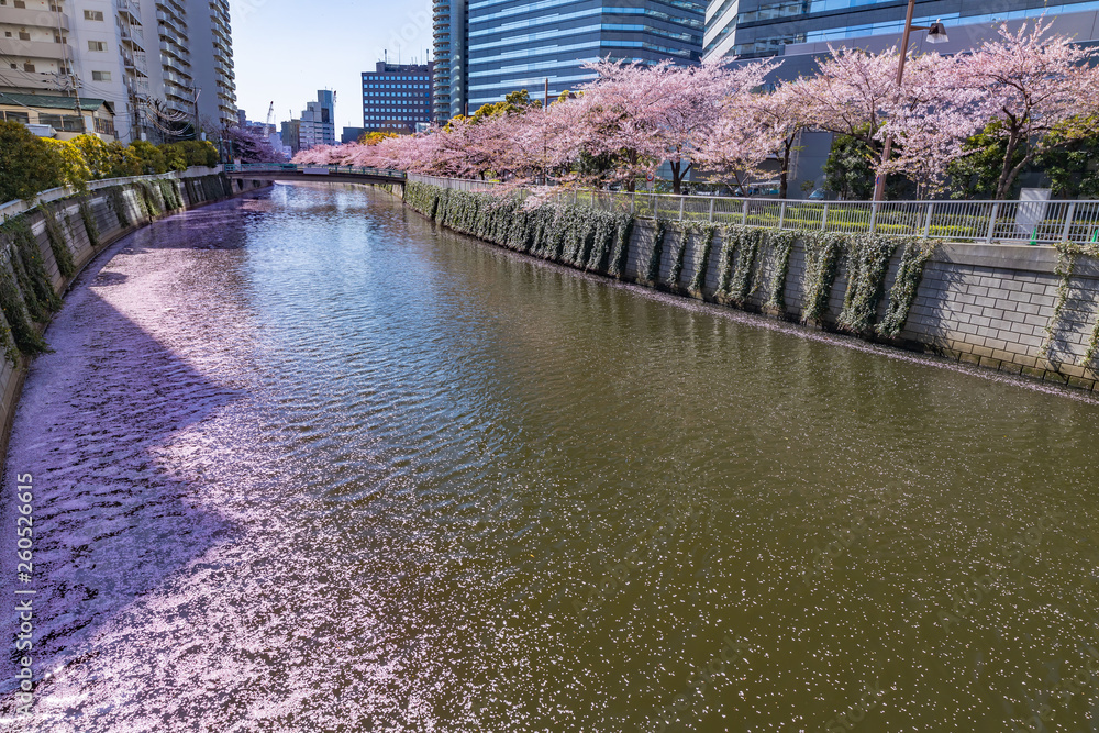 水辺に咲く桜とビル群