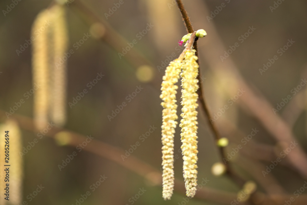 Obraz premium Hazel catkins - Corylus avellana in early spring closeup. branches with flowers of Hazel catkins (Corylus avellana) in early spring