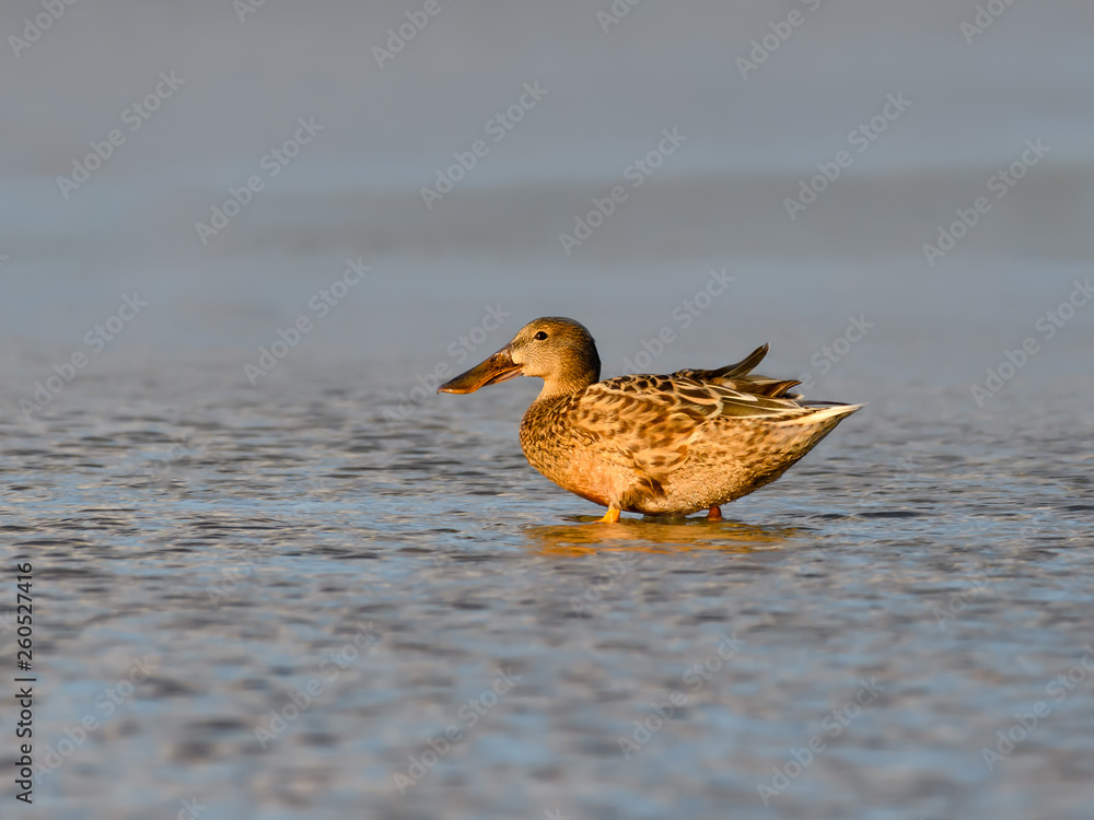 Female Northern Shoveler Resting on the Pond Female Northern Shoveler Resting on the Pond