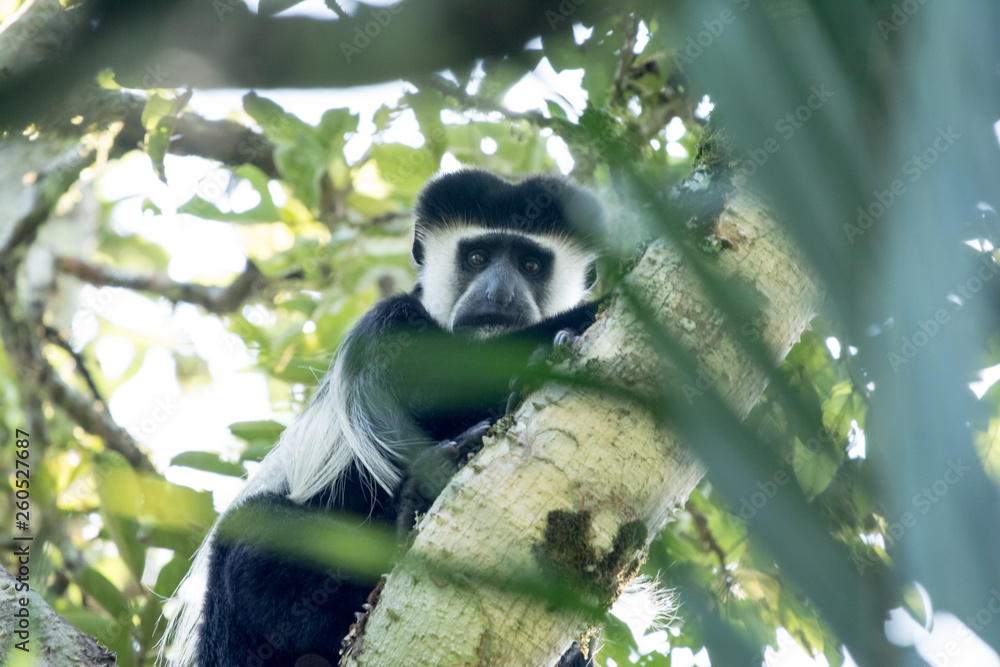 Obraz premium Colobosu black and white portrait