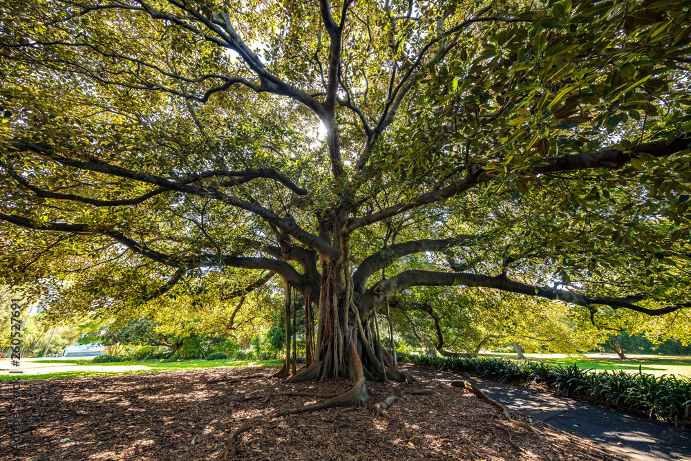 Fig tree in Sydney Botanical Gardens