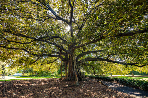 Fig tree in Sydney Botanical Gardens photo