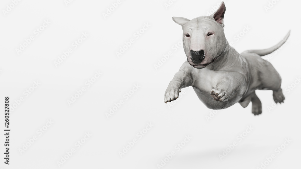 White Bull terrier running wide front view 3d render Stock-illustrasjon |  Adobe Stock