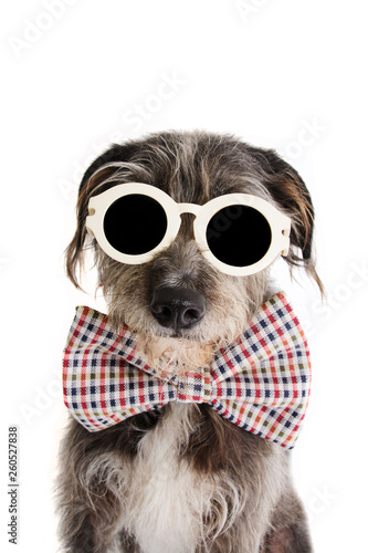 PORTRAIT ELEGANT DOG CELEBRATING A BIRTHDAY, FATHERS DAY OR ANNIVERSARY WEARING VINTAGE CHECKERED BOW TIE AND EYE SUNGLASSES. ISOLATED ON WHITE BACKGROUND.