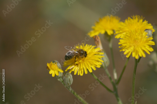 BEE ON THE FLOWER 4 © Oniria