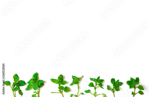 Frame of green branches and leaves on white background. Flat lay, top view.