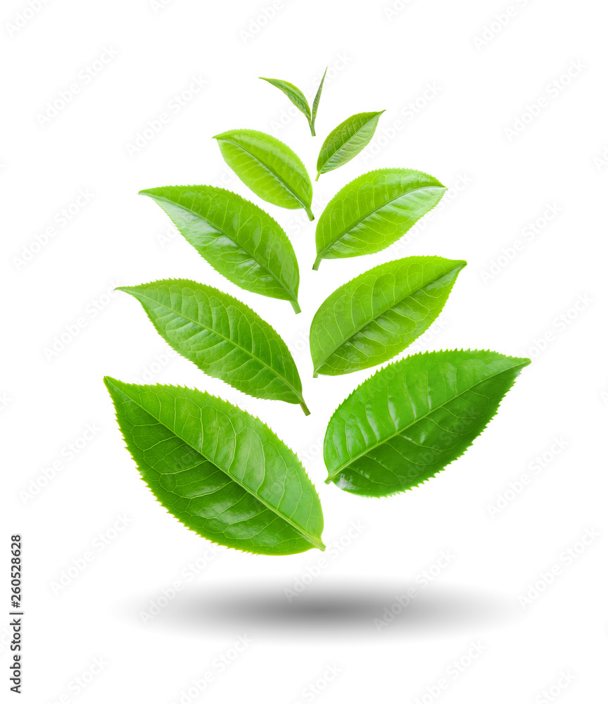tea leaf isolated on white background tea leaf isolated on white background