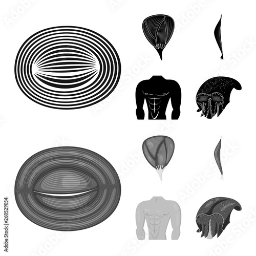 Vector illustration of fiber and muscular symbol. Collection of fiber and body  stock vector illustration.