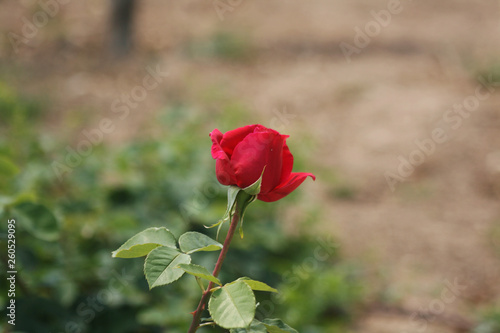 LONELY RED ROSE