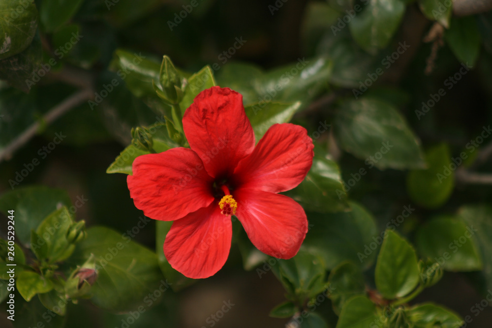CUTIE RED FLOWER CUTIE RED FLOWER