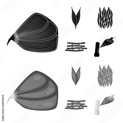 Vector design of fiber and muscular logo. Set of fiber and body  vector icon for stock.