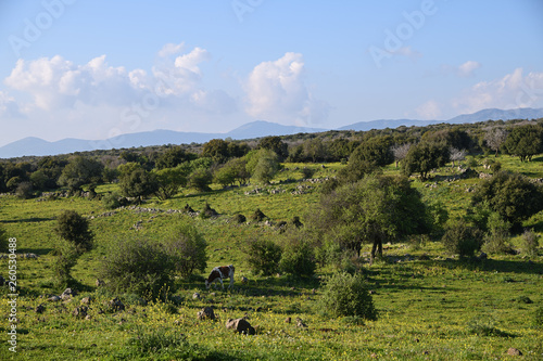 Golan Heights  Israel