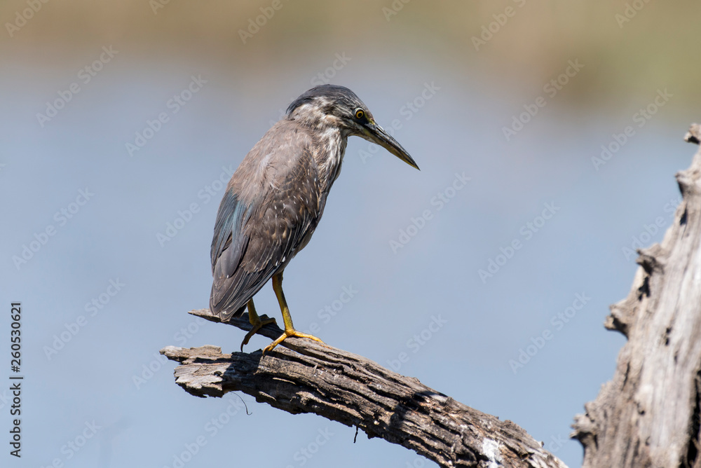Héron strié,.Butorides striata, Striated Heron Héron strié,.Butorides striata, Striated Heron