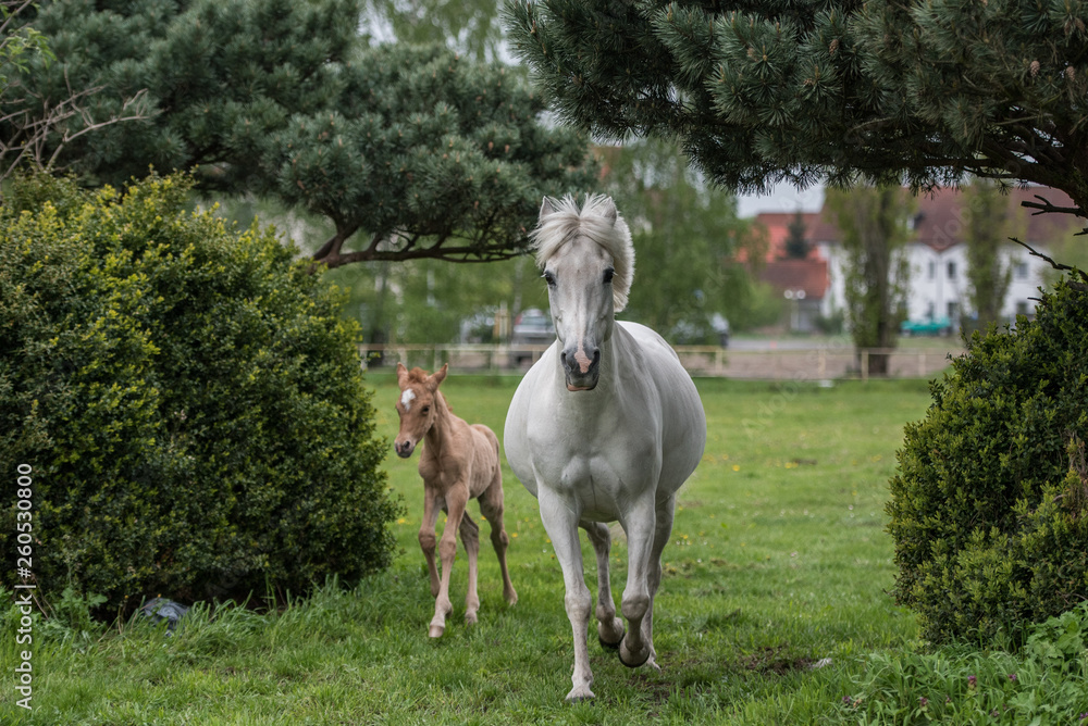 Fototapeta premium Schimmelstute mit Fohlen