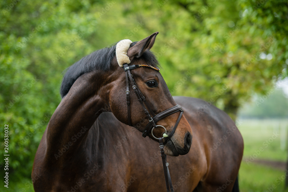 Pferd Warmblut Portrait