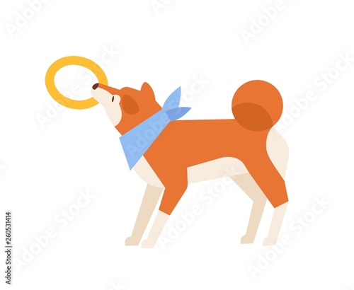 Adorable Akita Inu playing with toy. Playful funny purebred dog or doggy pulling rubber ring isolated on white background. Daily activity of domestic animal or pet. Flat cartoon vector illustration.