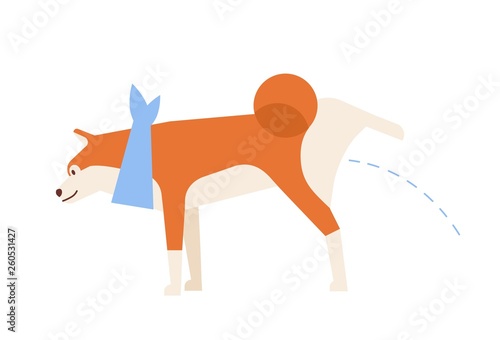 Cute Akita Inu peeing or urinating during walk. Charming pissing purebred dog or puppy isolated on white background. Daily activity of domestic animal or pet. Flat cartoon vector illustration.