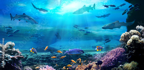 Fototapeta Naklejka Na Ścianę i Meble -  Underwater view of the coral reef. Life in the ocean.