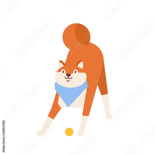 Frolic Akita Inu playing with ball. Playful amusing purebred Japanese dog wea...