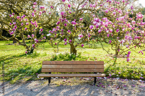 A wooden bench under a blossoming magnolia tree in a public garden at the end of a sunny spring day.