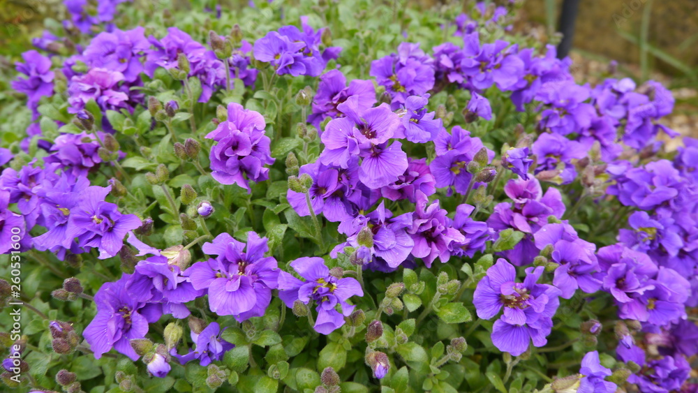 Aubrieta Gloriosa Purple Flowering Alpine Plant Aubrieta Gloriosa Purple Flowering Alpine Plant