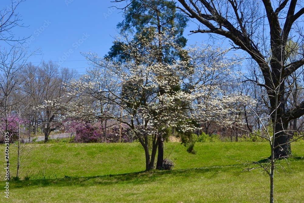 Obraz premium Dogwood tree