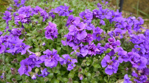 Aubrieta Gloriosa Purple Flowering Alpine Plant