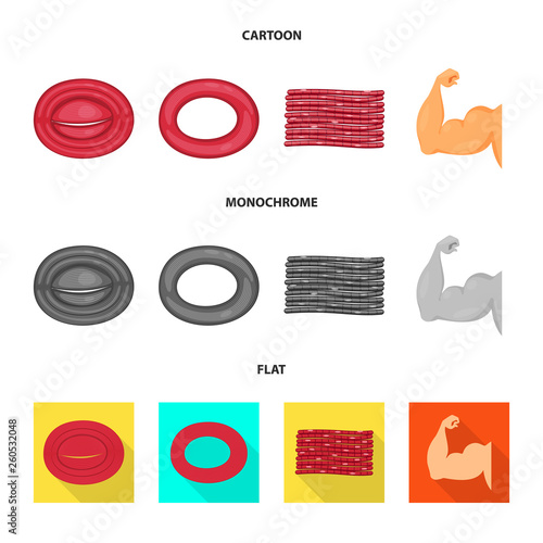 Vector illustration of fiber and muscular symbol. Collection of fiber and body  vector icon for stock.