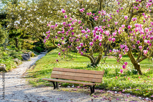 A wooden bench under a blossoming magnolia tree in a public garden at the end of a sunny spring day. photo