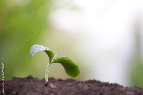 Young green sappling plant with dew growing photo