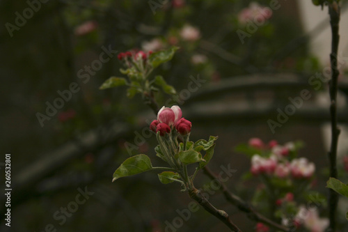 Foto BORN IN THE TREE
