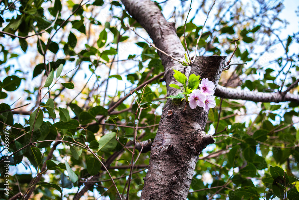 Fototapeta premium 高砂市向島公園・春景色の東播磨港