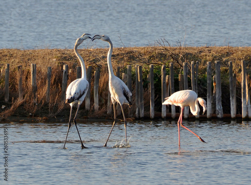 flamingos fight in the lake