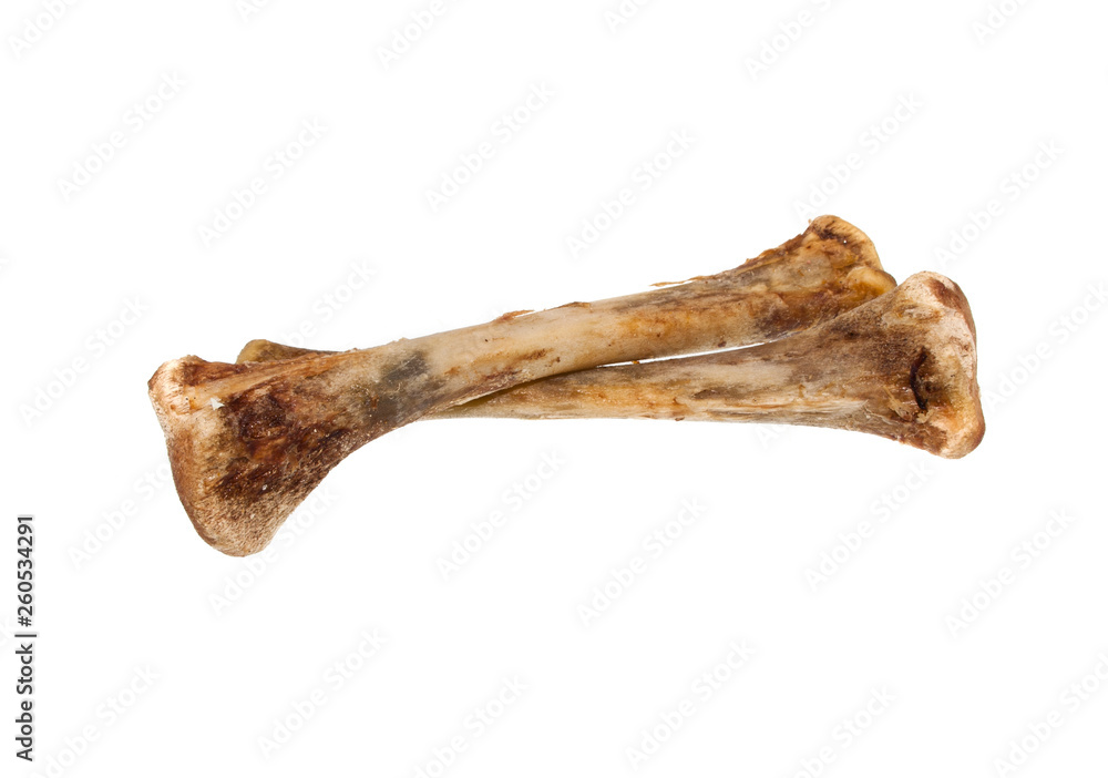 bone isolated on white background bone isolated on white background