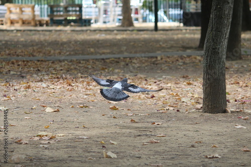 pigeon hovers above the ground photo