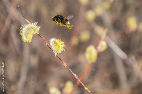 Bumblebee collects nectar pollen, pollinates a flower © Taras