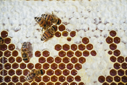 Bienenwaben mit Honig und Bienen bei der emsigen Arbeit