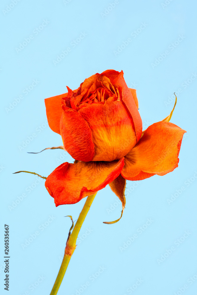 Longstem Rose on Blue BG Stock Photo Adobe Stock