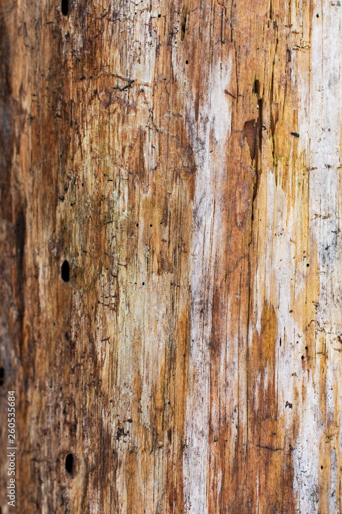 Weathered and distressed wood gain of a tree ~GRAIN~ Weathered and distressed wood gain of a tree ~GRAIN~