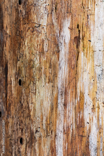 Weathered and distressed wood gain of a tree ~GRAIN~