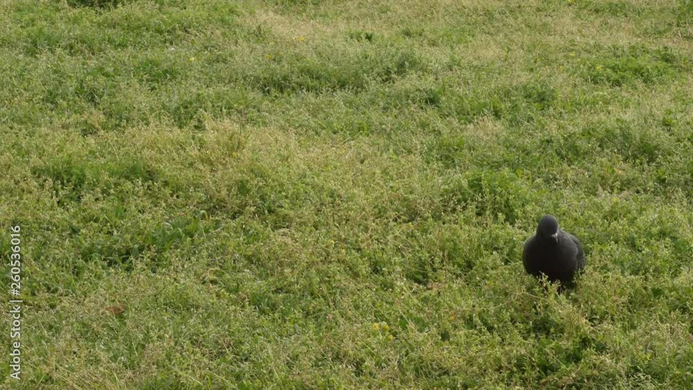 Black pigeons walking and eating on the green grass in the park. Black pigeons walking and eating on the green grass in the park.
